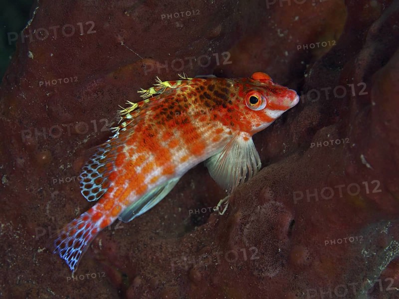 A colourful fish with red and blue patterns, Dwarf Hawkfish (Cirrhitichthys falco), lies on a sea sponge, dive site Spice Reef, Penyapangan, Bali, Indonesia