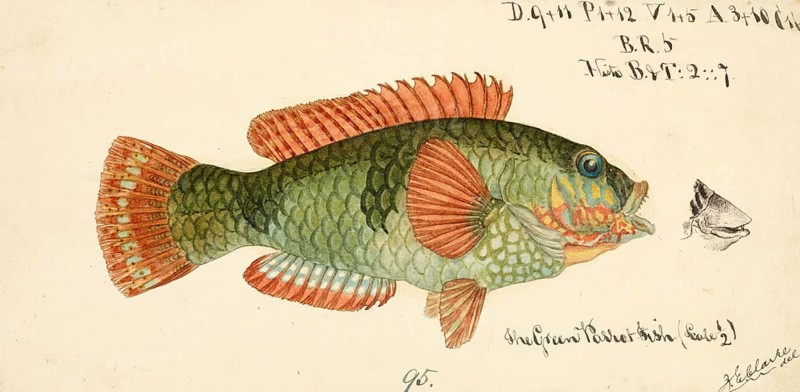 Wrasse, Labridae, fish, reproduction of an original, by Frank Edward Clarke (b. 1849, d. 1899), ichthyologist and scientific draughtsman