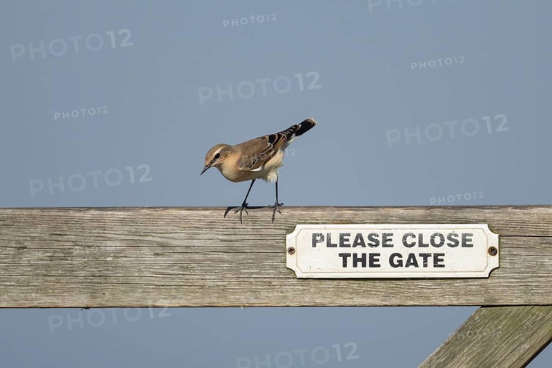Wheatear (Oenanthe oenanthe) adult female bird on a wooden gate, Lincolnshire, England, United Kingdom