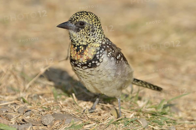 D'Arnaud's Barbet (Trachyphonus darnaudii), Serengeti, Tanzania