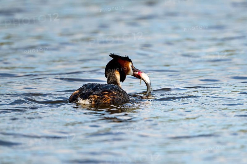 Great Crested Grebe (Podiceps scalloped ribbonfish), with preyed fish, Vulkaneifel, Rhineland-Palatinate, Germany