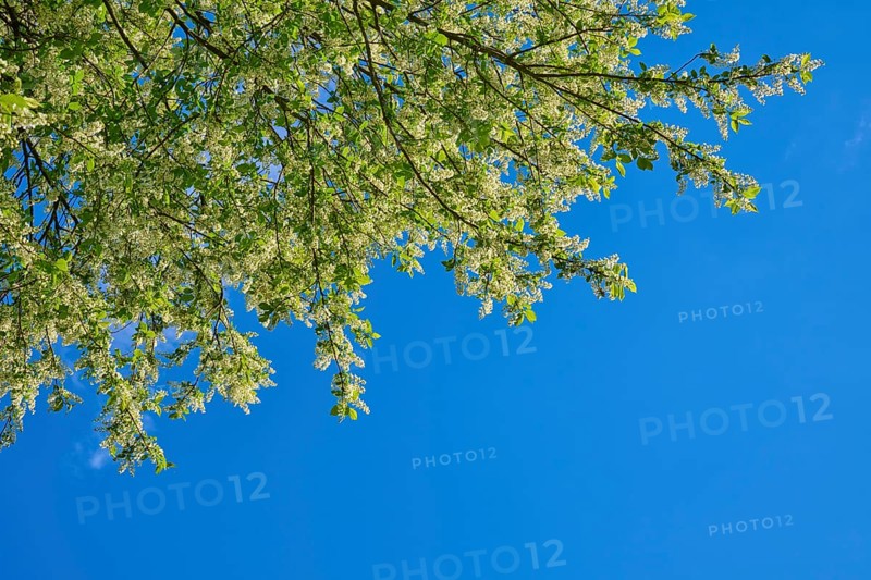 Grape church in bloom, against a blue background in spring, Freiensteinau, Vogelsberg, Hesse, Germany