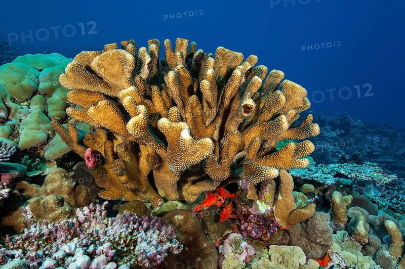Small colony of pore coral (Pocillopora eydouxi) small coral block stony coral hard coral reef-building coral in intact coral reef, Pacific Ocean, Yap Island, Yap State, Caroline Islands, Federated States of Micronesia FSM, Australia