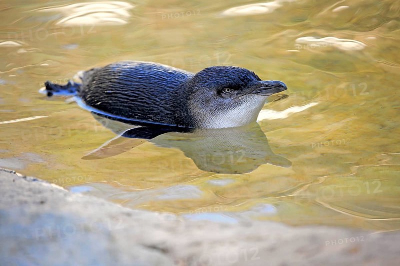Little penguin (Eudyptula minor), adult, swimming, in the water, Kangaroo Island, South Australia, Australia