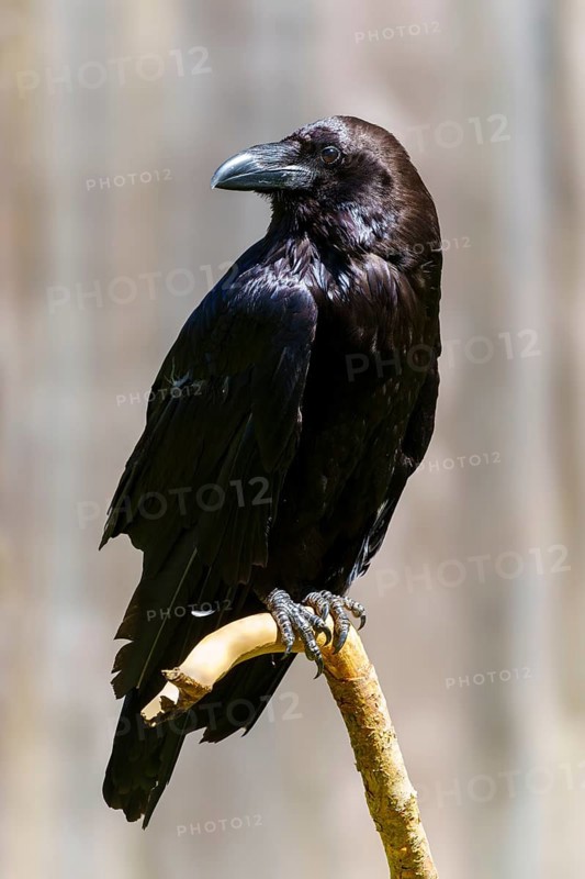A black raven sitting on a branch in a natural environment, Raven (Corvus corax), Germany