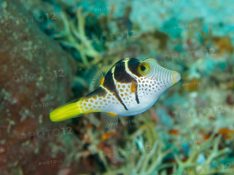 Fish with distinctive patterns, saddle point pufferfish (Canthigaster valentini), gliding through the reef, dive site Close Encounters, Permuteran, Bali, Indonesia