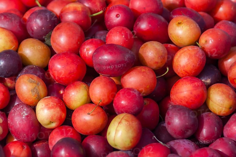 Red mirabelle plums for sale (Prunus cerasifera), weekly market market, Brittany, France