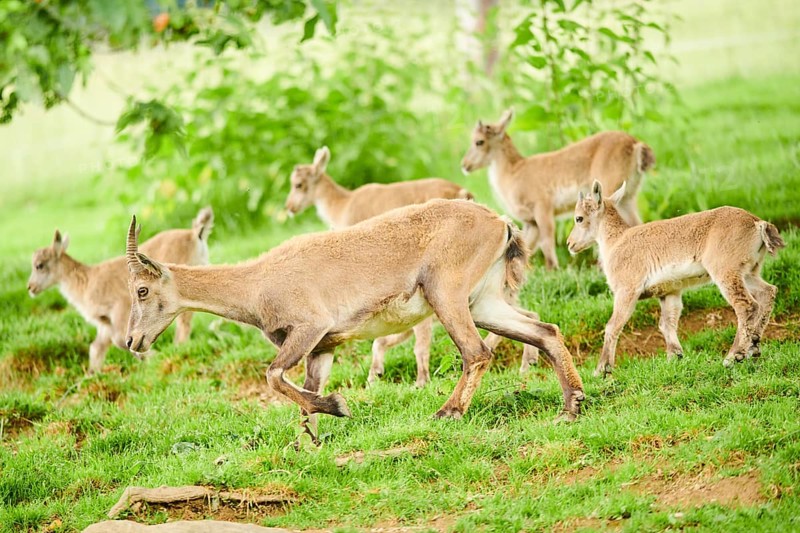 Alpine ibex (Capra ibex) mother with ist youngsters running on a meadow, wildlife Park Aurach near Kitzbuehl, Austria
