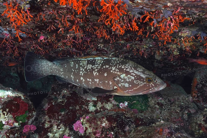 Mottled grouper (Epinephelus marginatus) (Mycteroperca marginatus) resting under bright orange-red false corals (Myriapora truncata), dive site marine reserve Port Cros, Provence Alpes Côte d'Azur, France