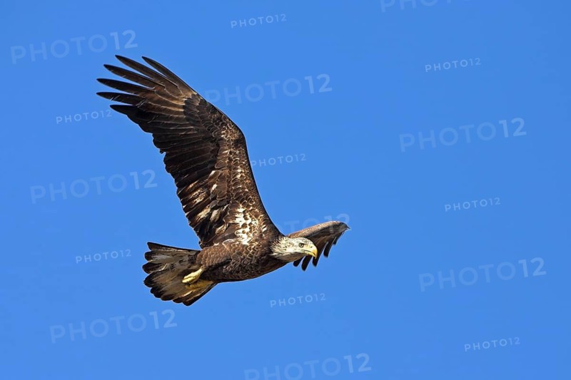 Bald eagle, (Haliaeetus leucocephalus), foraging, flight recording, biotope, blue sky, Venice Landfill, Venice, Florida, USA