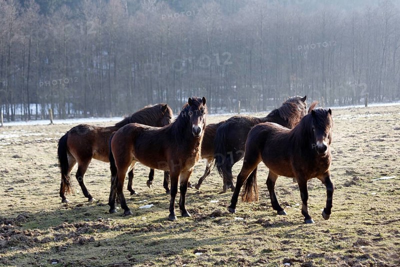 Exmoor ponies, herd on winter pasture, Hutewald forest in the Solling-Vogler nature park Park, Bodenfelde, Lower Saxony, Germany