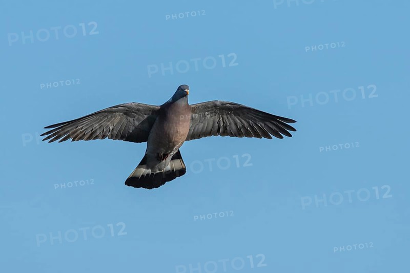 Common Wood Pigeon, Columba palumbus, bird in fly on blue sky