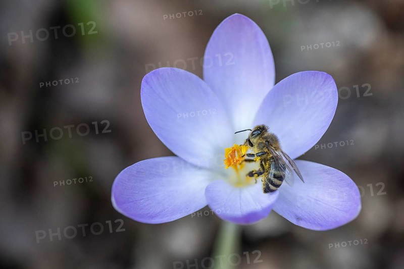 Elfin crocus (Crocus tommasinianus) with honey bee (Apis mellifera), Emsland, Lower Saxony, Germany