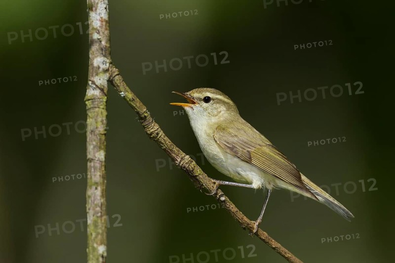 Greenish Warbler - Grünlaubsänger - Phylloscopus trochiloides