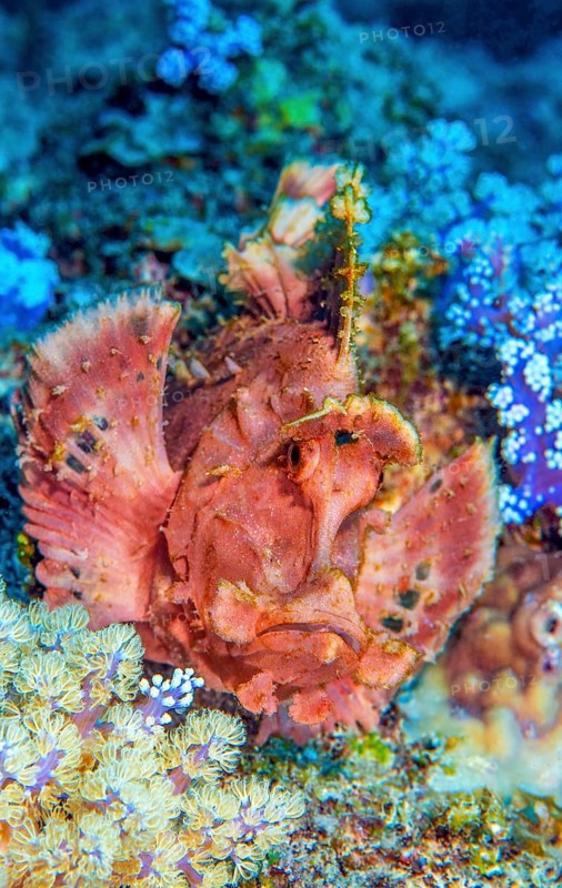 Close-up portrait of predator lurking Paddleflap Rhinopias (Rhinopias eschmeyeri) Mauritius scorpionfish sitting in colourful vibrant healthy intact coral reef in tropical waters sea lurking for prey, Indian Ocean, Péreybère Pereybere, Mauritius