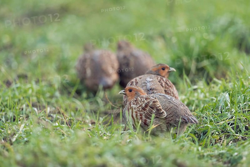 Grey Partridge (Perdix perdix) perched on field, North Rhine-Westphalia, Germany