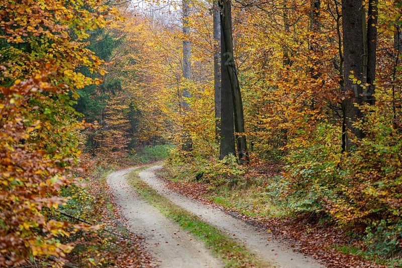 Landscape of a trail going through the European beech (Fagus sylvatica) forest, colored leaves in autumn, Bavaria, Germany
