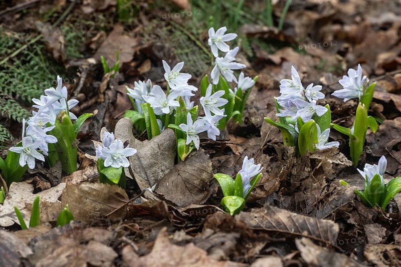 Mishchenkoana bluestem (Scilla mishchenkoana), Emsland, Lower Saxony, Germany