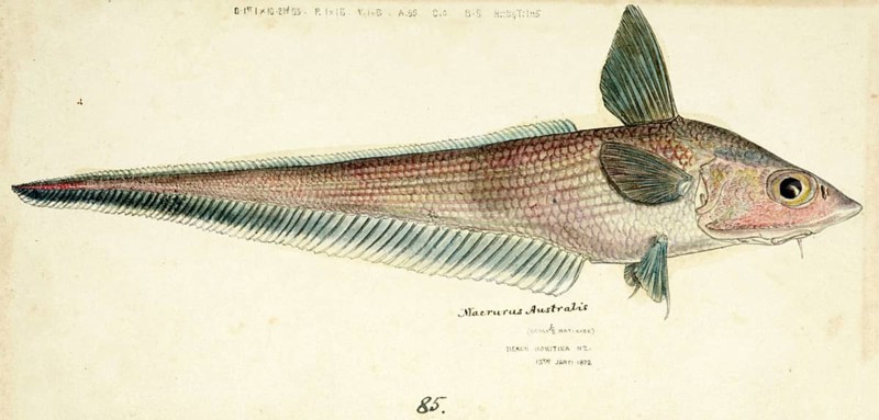 Coelorinchus sp, a genus of rattail fish, fish, reproduction of an original, by Frank Edward Clarke (b. 1849, d. 1899), ichthyologist and scientific draughtsman