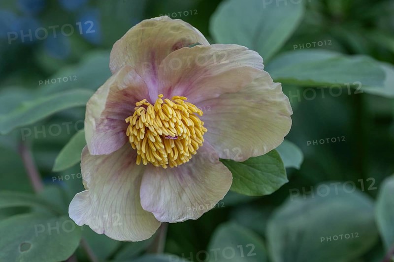 Caucasian peony (Paeonia mlokosewitschii), Emsland, Lower Saxony, Germany