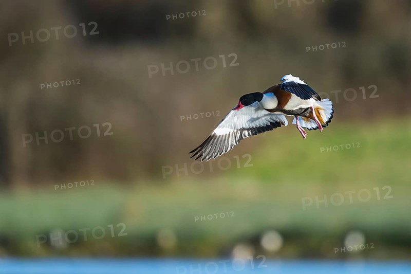 Common Shelduck, Tadorna tadorna, bird in flight over winter marshes