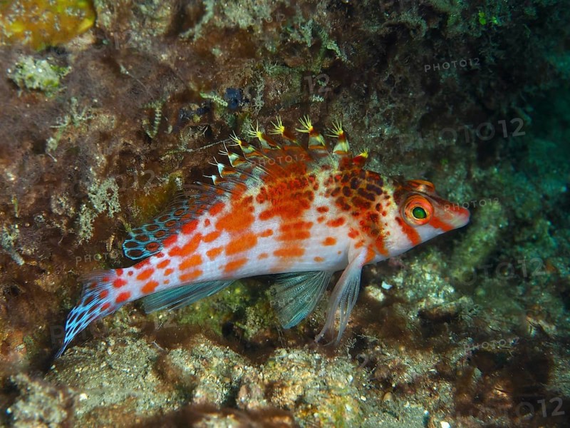 Lively fish with red and blue accents, Dwarf Hawkfish (Cirrhitichthys falco), among corals, dive site Spice Reef, Penyapangan, Bali, Indonesia