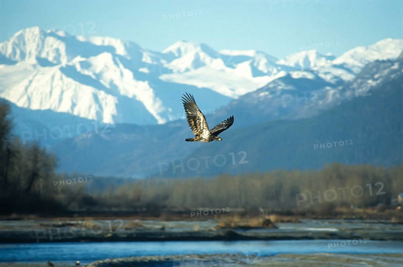 Bald eagle (Haliaeetus leucocephalus), young bird hunting for salmon in the Chilkat Valley near Haines, Alaska, USA