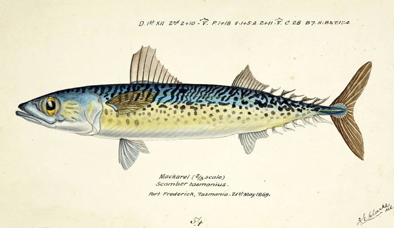 Blue mackerel, also Chub mackerel, Pacific mackerel, slimy mackerel or spotted mackerel, Scomber australasicus, The blue mackerel, fish, reproduction of an original, by Frank Edward Clarke (b. 1849, d. 1899), ichthyologist and scientific draughtsman