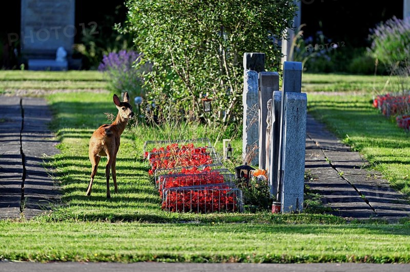 Roe deer (Capreolus capreolus), Hörnli cemetery, Canton Basel, Switzerland