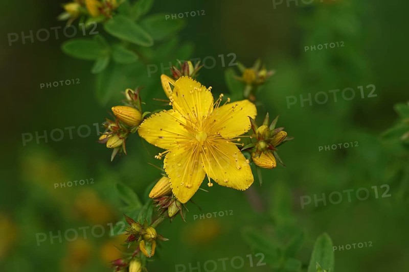Common St John's wort (Hypericum perforatum), spotted St John's wort or common St John's wort (Hypericum perforatum), medicinal plant, flowering, Wilnsdorf, North Rhine-Westphalia, Germany