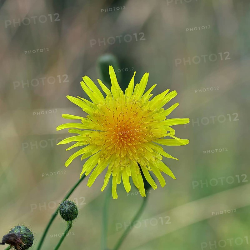 Wiesenpippau (Crepis biennis), Rauher Habichtsbart, yellow blossom by the wayside on the Moselle, Cochem, Rhineland-Palatinate, Germany