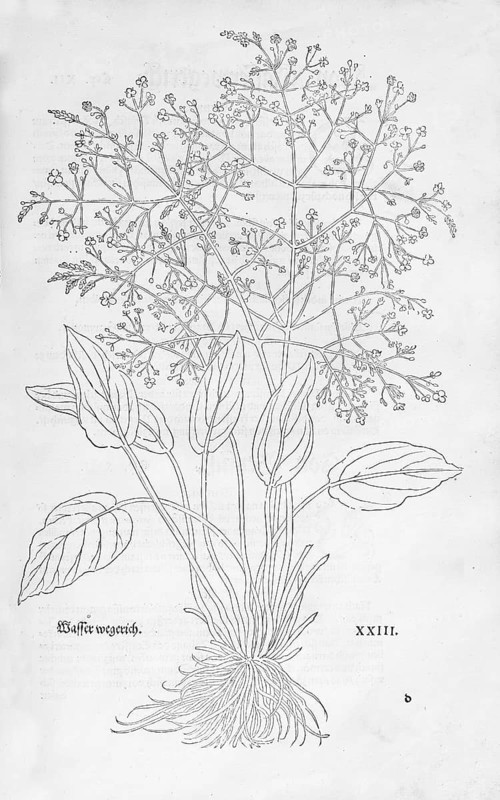 Common water-plantain (Alisma plantago-aquatica), woodcut by Leonhart Fuchs, from New Kreüterbuch, neues Kräuterbuch, Michael Isingrin, Basel, Switzerland, 1543