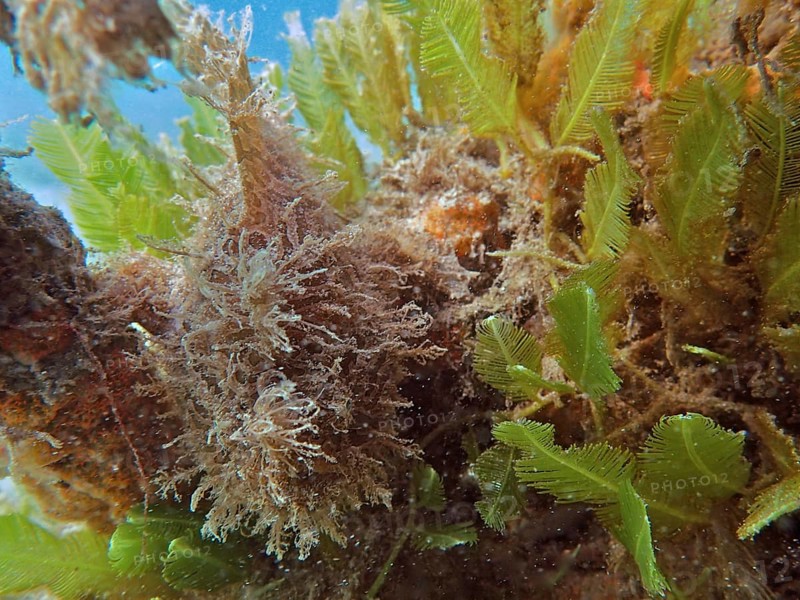 Perfectly camouflaged Striated frogfish (Antennarius striatus) among green underwater plants and algae. Dive site Blue Heron Bridge, Phil Foster Park, Riviera Beach, Florida, USA