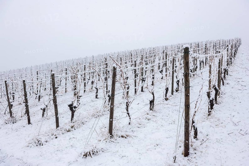 Vineyard with snow-covered vines and cold atmosphere, Remstal, Rems-Murr-Kreis, Baden-Württemberg, Germany
