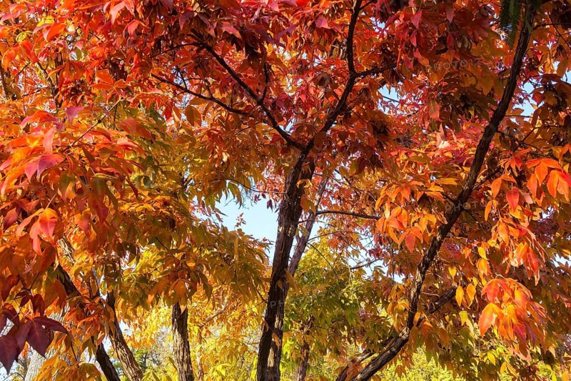 Acer triflorum - Threeflower Maple tree branches with leaves changed to brilliant orange in autumn, Quebec, Canada