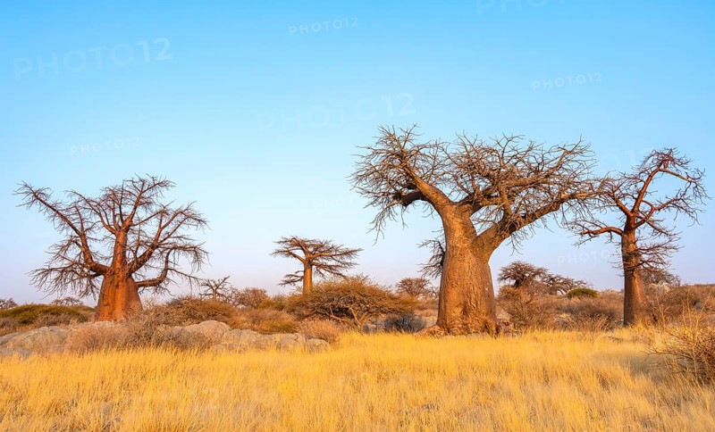 African baobab or baobab tree (Adansonia digitata), several trees at sunrise, Kubu Island (Lekubu), Sowa Pan, Makgadikgadi salt pans, Botswana