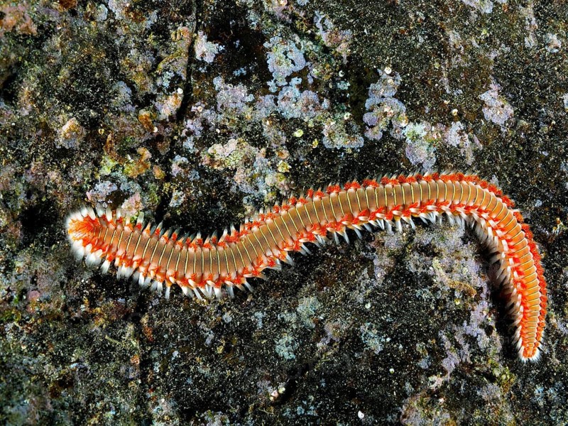 An elongated fireworm (Hermodice carunculata) on a rocky seabed. The colourful bristles stand out. Dive site El Cabron marine reserve, Arinaga, Gran Canaria, Spain, Atlantic Ocean