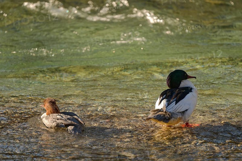 Goosander (Mergus merganser), male and female, in the Kieferbach, Kiefersfelden, Upper Bavaria, Bavaria, Germany