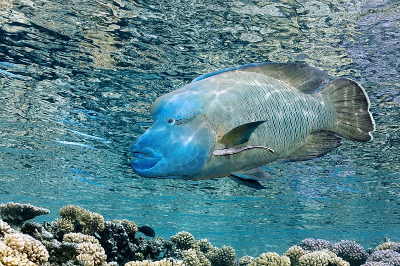 Napoleon wrasse (Cheilinus undulatus), swimming below the water surface above coral reefs with a grained ship's keeper (Echeneis naucrates), Tuamotu Archipelago, French Polynesia, South Pacific, Pacific Ocean