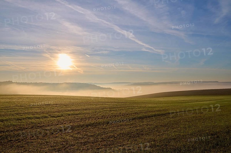 Road, Field, Fruit tree, Fog, Sun, Morning, Altertheim, Würzburg, Bavaria, Germany