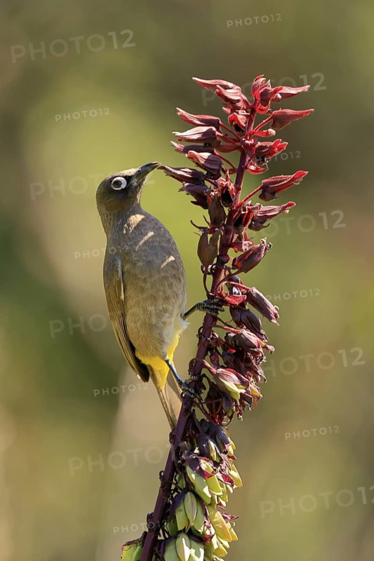 Cape Bulbul (Pycnonotus capensis), adult, on flower, foraging, Kirstenbosch Botanic Gardens, Cape Town, South Africa