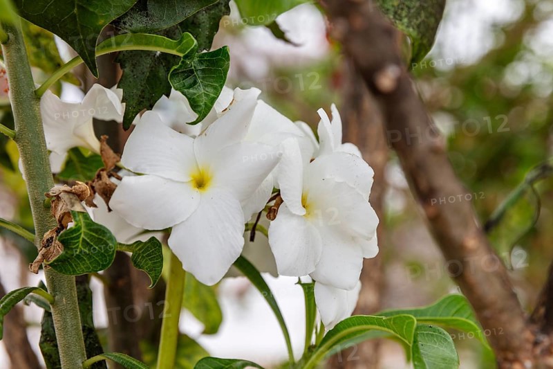 White frangipani (Plumeria pudica), San Cristobal, Galapagos, Ecuador