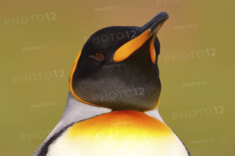 Head of penguin. Bird from Falkland Islands. Detail portrait of king penguin in Antarctica