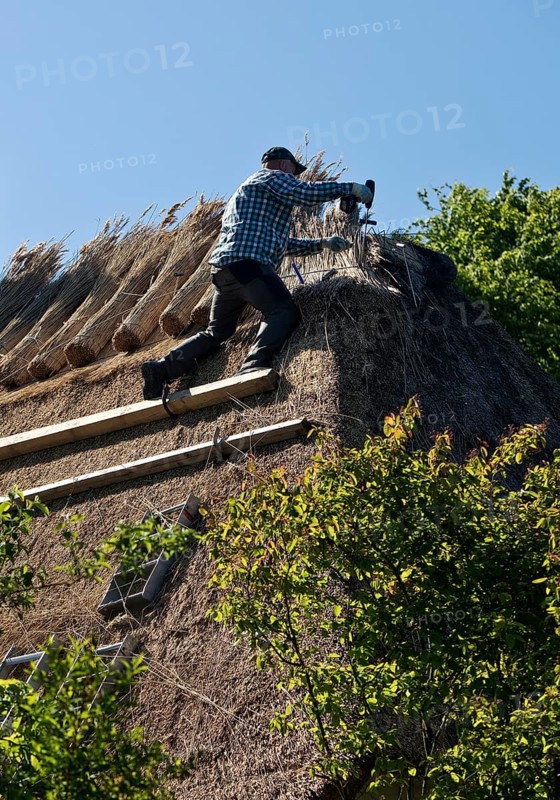 Roofer on a thatched roof at work on a traditional Frisian house, Wyk auf Föhr, Schleswig-Holstein, Germany