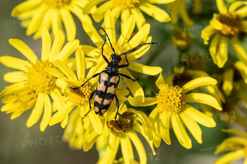Leptura annularis (Leptura annularis) on ragwort (Jacobaea vulgaris), Emsland, Lower Saxony, Germany
