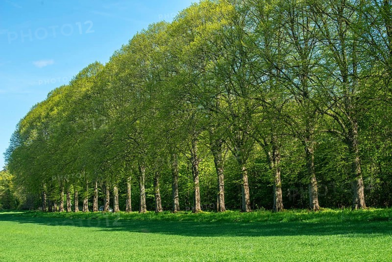 Alley of elm trees in Köpingebro, Ystad municipality, Skåne county, Sweden, Scandinavia