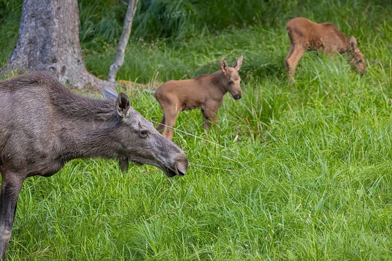 One adult female moose or elk, Alces alces, with two baby moose (19 days old, born May 8, 2020) standing on a meadow with fresh green grass