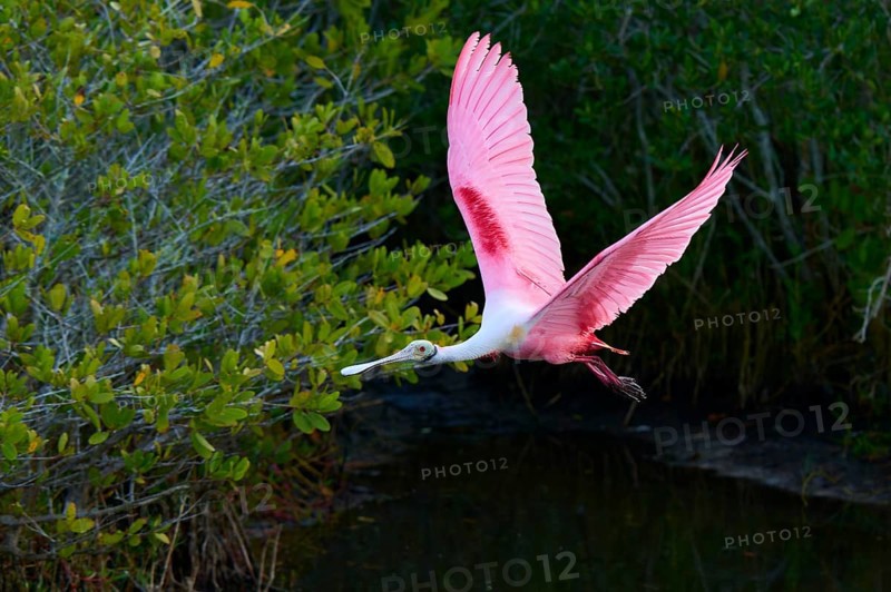 Roseate spoonbill (Ajaja ajaja), flying over a wooded area, Black Point Wildlife Drive, Titusville, Florida, USA