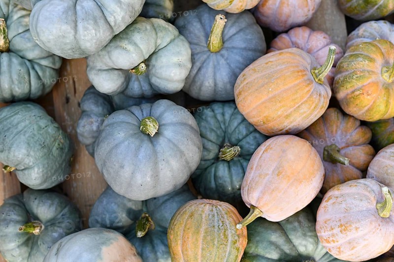 Mix of blue 'Jarrahdale' Pumpkins and pastel colored 'Cucurbita Moschata Autumn Frost F1' squashes