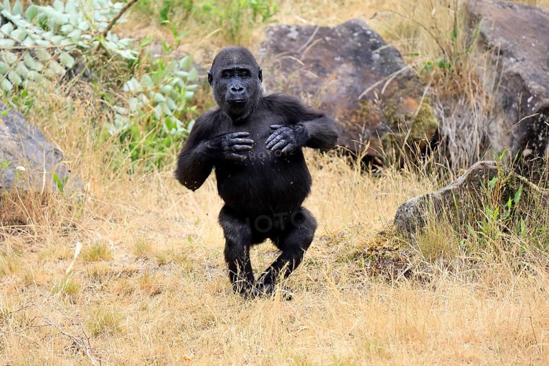 Western gorilla (Gorilla gorilla), young animal, imposing behaviour, in a meadow